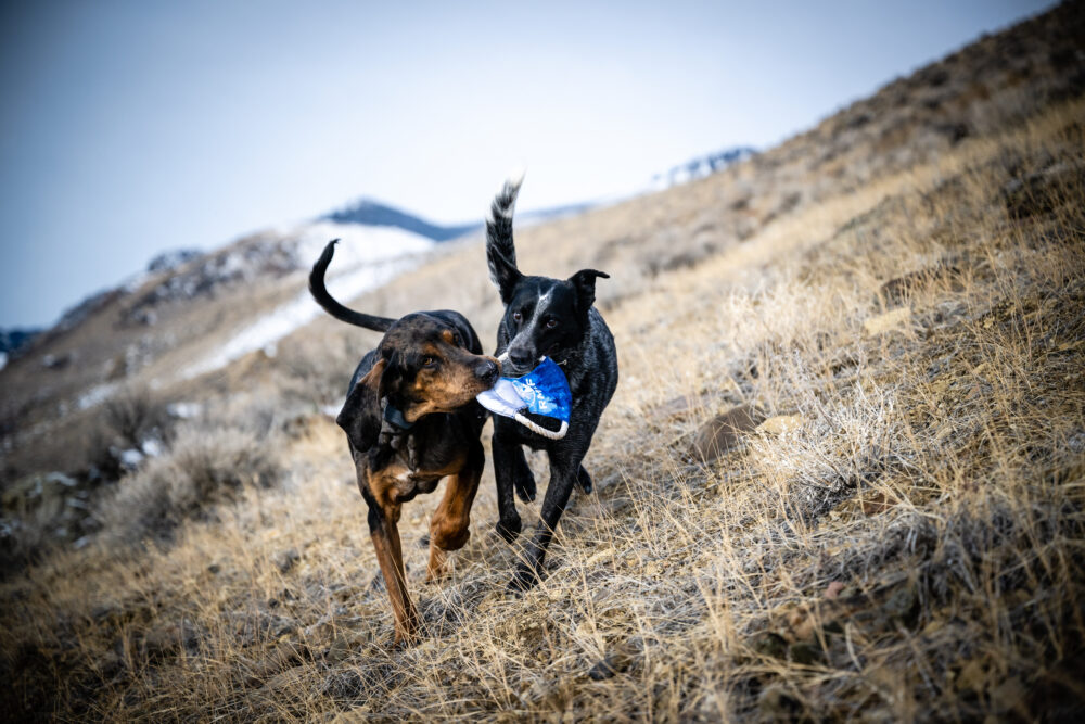 RMEF Dog Frisbee